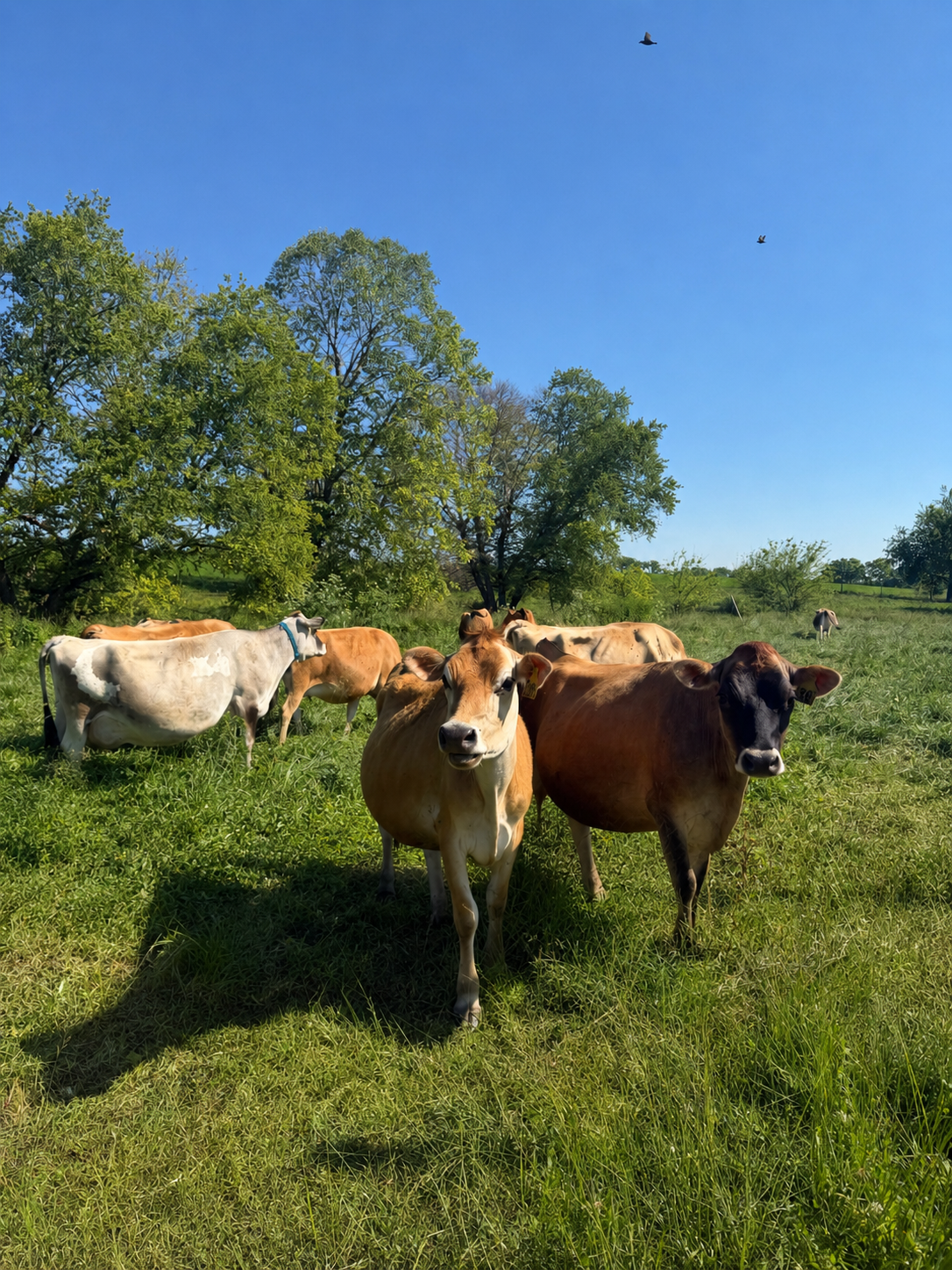 What "Beyond Organic" Means to Us: How Boss Cow Sources Our Dairy