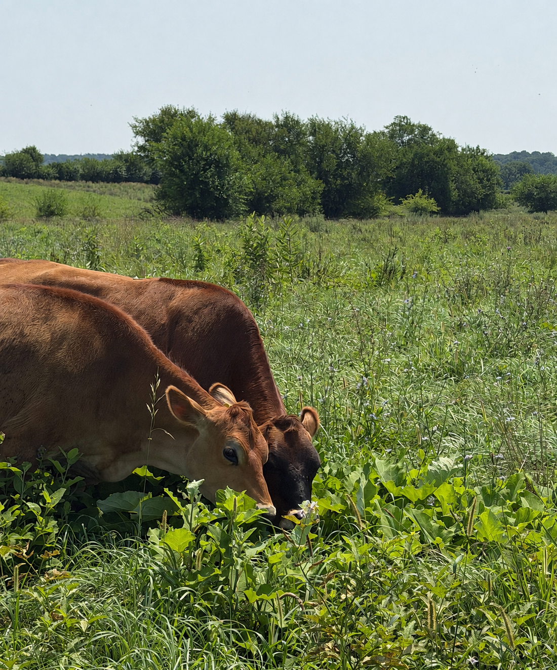 What "Beyond Organic" Means to Us: How Boss Cow Sources Our Dairy