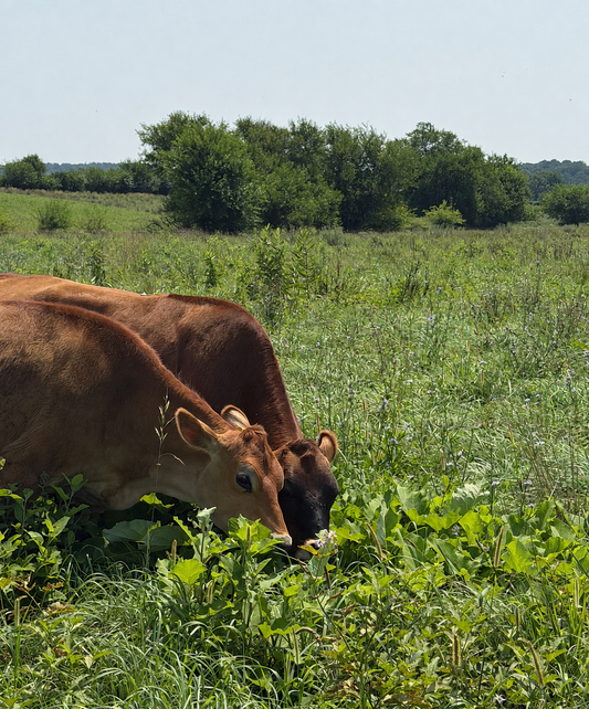 What "Beyond Organic" Means to Us: How Boss Cow Sources Our Dairy