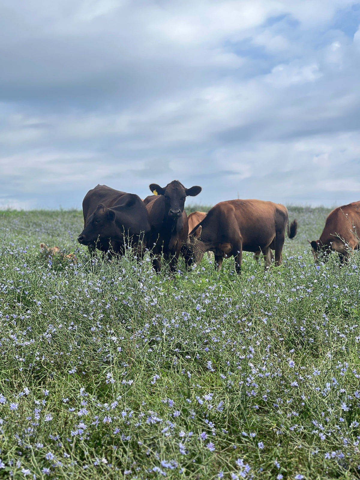 What Is A2/A2 Dairy and Why Do We Use It?
