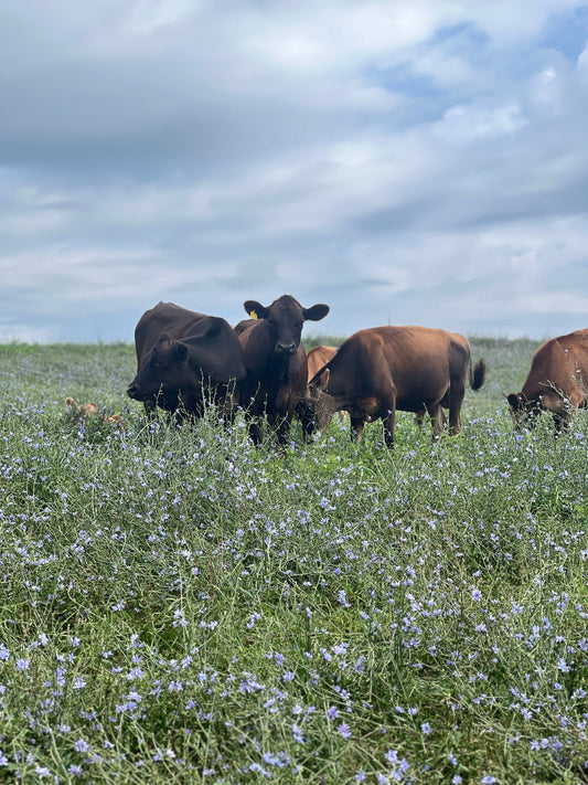 What Is A2/A2 Dairy and Why Do We Use It?