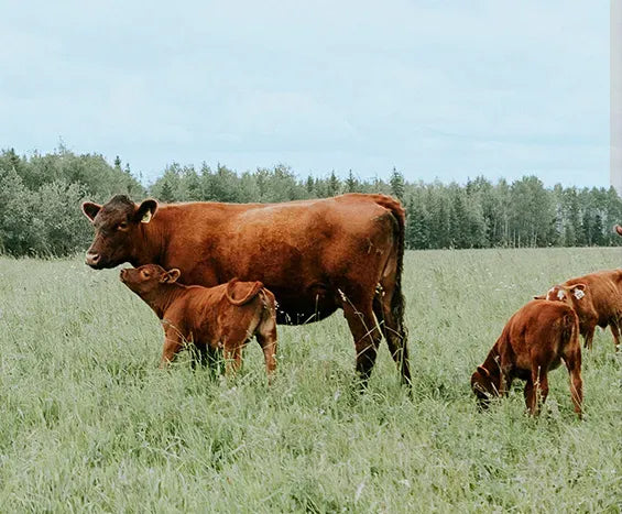 History of the A1 Gene Mutation